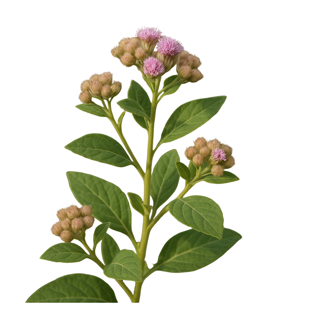 Rasna